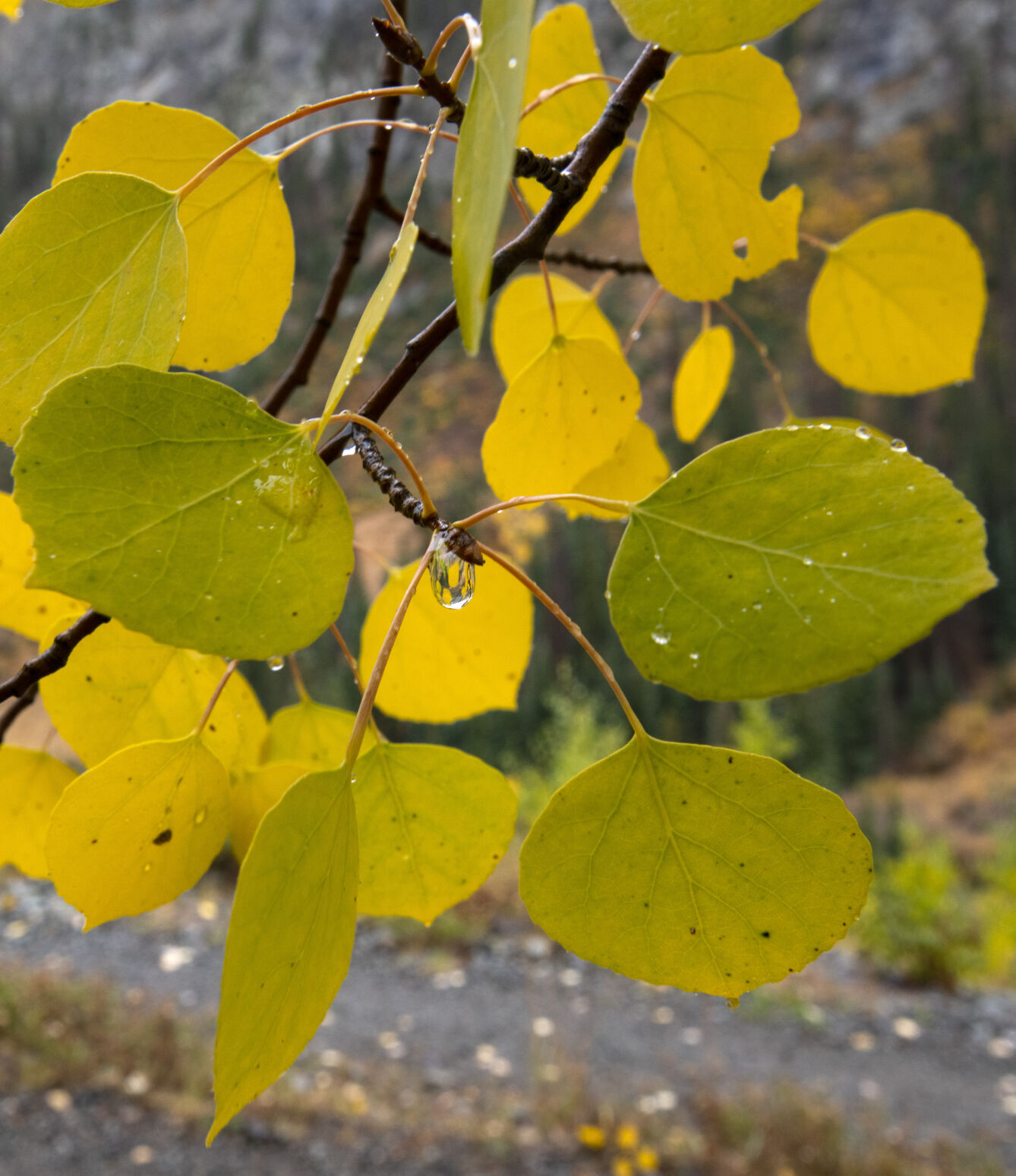 09_28_21 aspens 00864.jpg